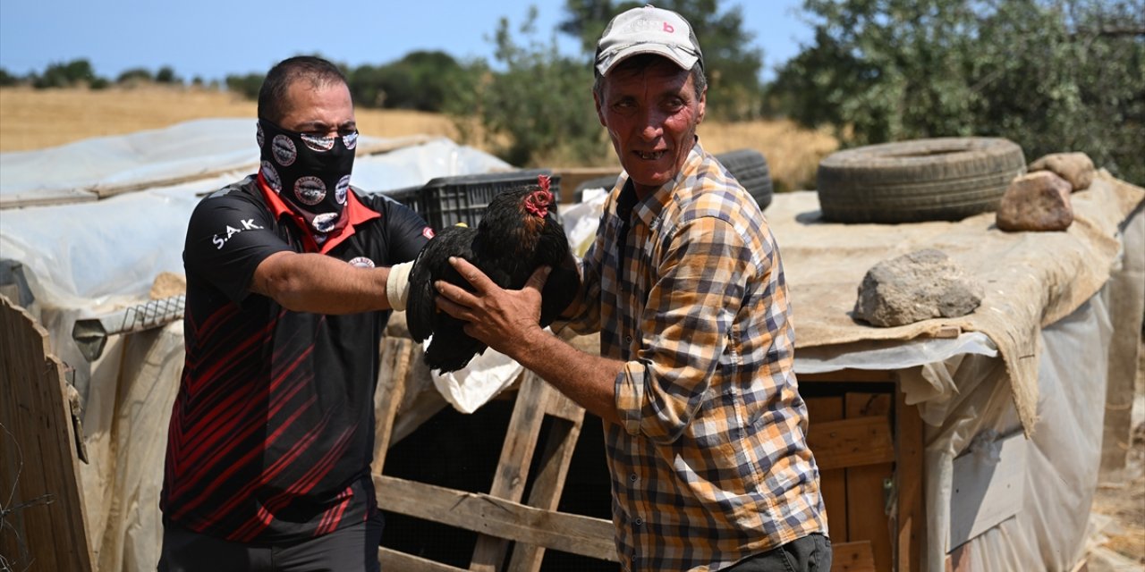 Çanakkale'deki orman yangınından tavukları kurtarılan aile gönüllü ekiplere teşekkür etti