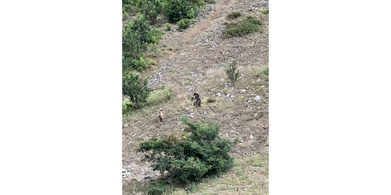 Artvin'de Çoruh Nehri'nden su içen ayı ve yavruları görüntülendi