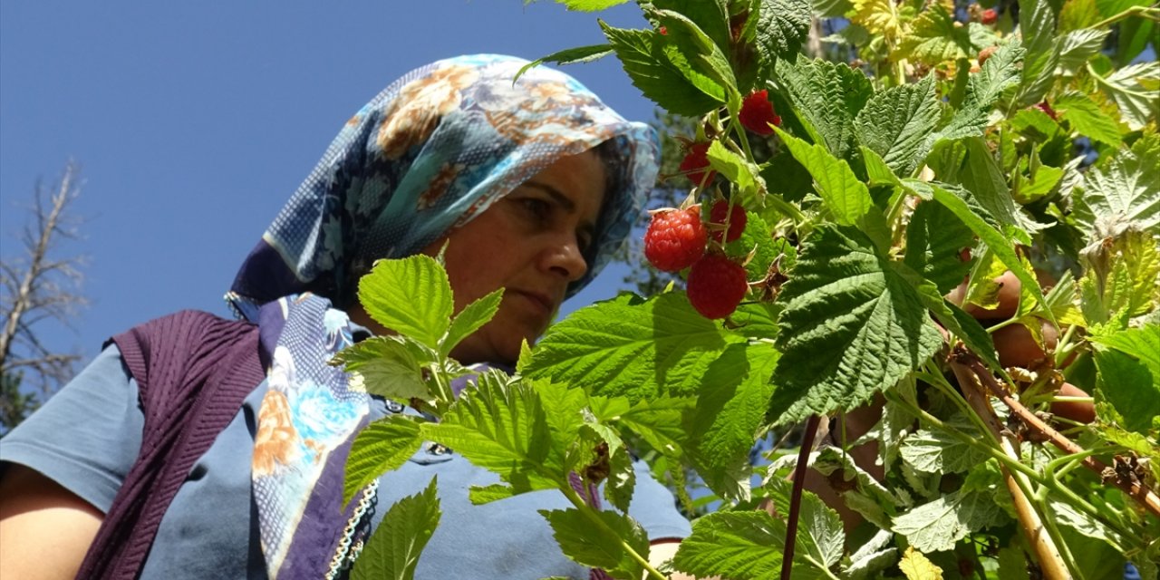 Kars'ta 2 bin 500 rakımda doğal böğürtlen bereketi yaşanıyor