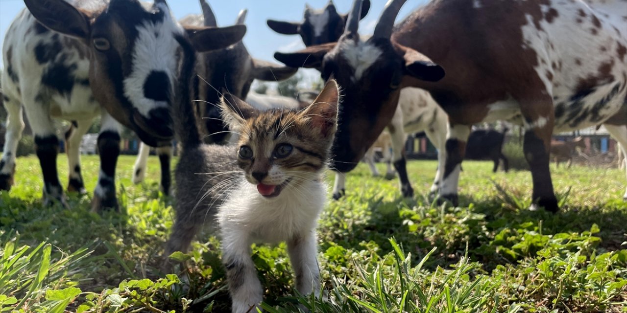 Ormanlık alanda kutuda bulduğu 3 kedi yavrusu "can dostları" oldu