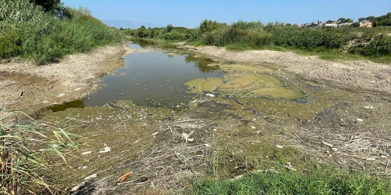 Büyük Menderes Nehri'nde kuraklık nedeniyle yüzlerce balık öldü