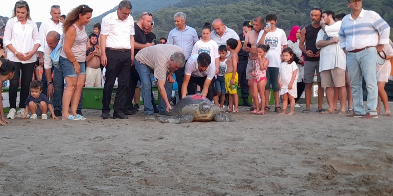 Tedavileri tamamlanan caretta carettalar denize bırakıldı