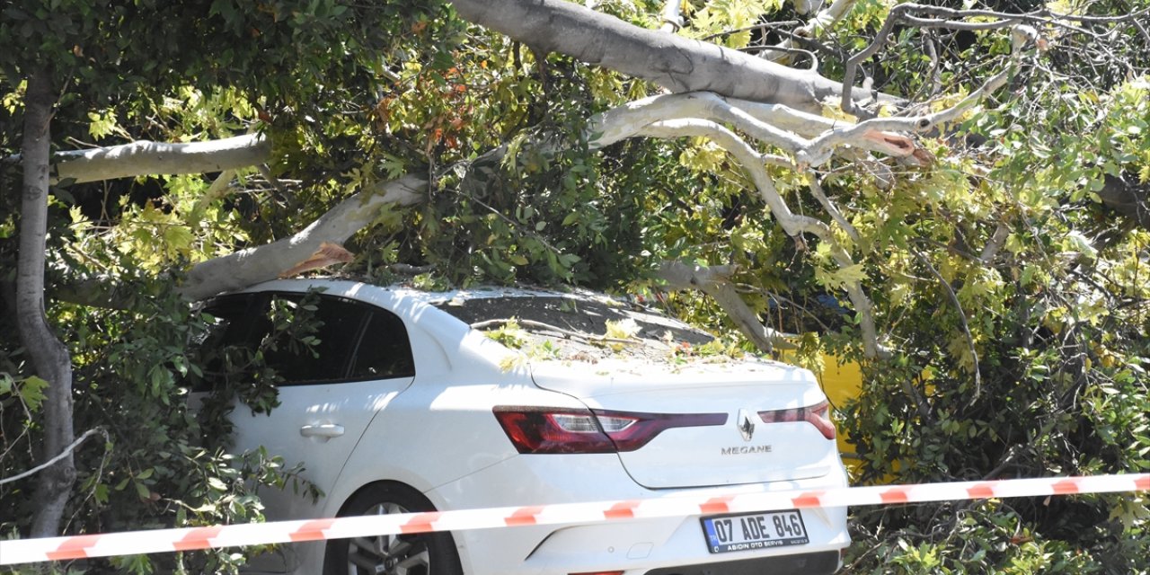 Antalya'da ağacın kırılan dallarının düştüğü 5 araç zarar gördü