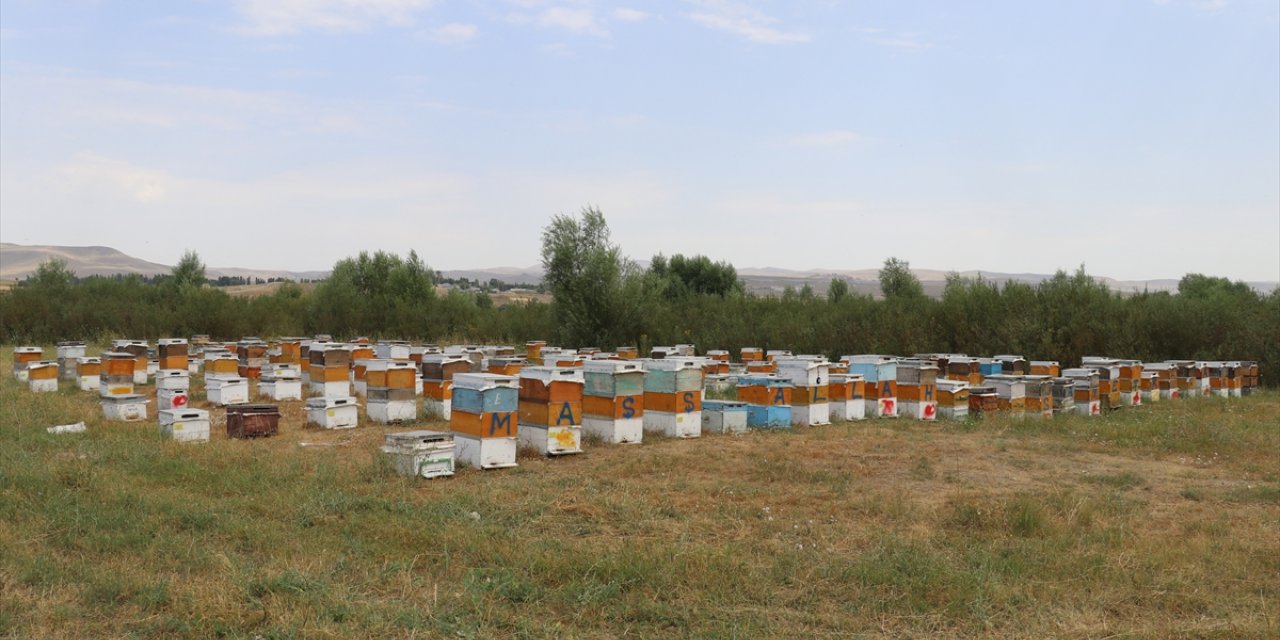 Ağrılı arıcılar tescilli "geven balı" hasadında