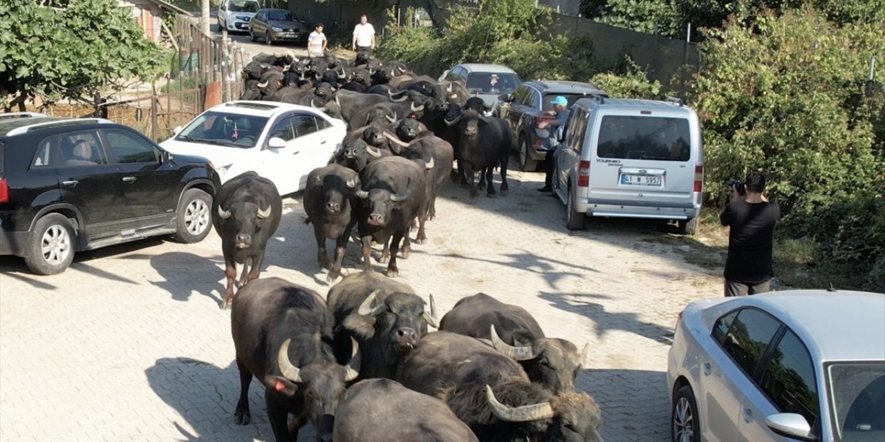 Kocaeli Büyükşehir Belediyesinden üreticilere damızlık manda boğası desteği