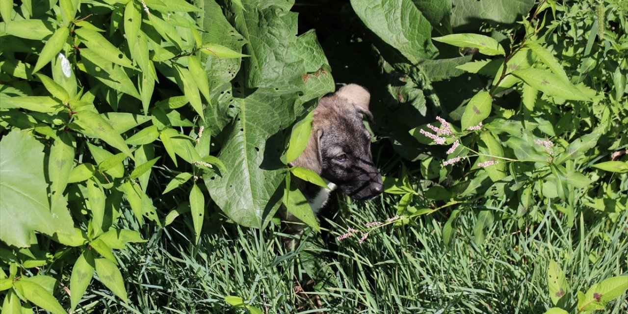 Bolu'da derede mahsur kalan 3 köpek yavrusu kurtarıldı