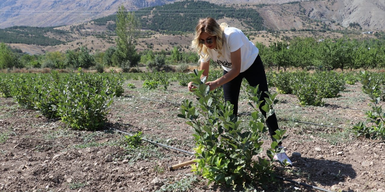 Ziraat mühendisi kadın, devlet desteğiyle "süper meyve" bahçesi kurdu