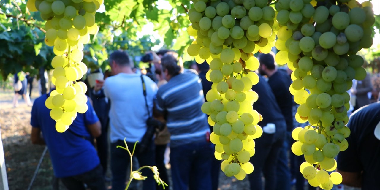 Tekirdağ'da "Bağ Bozumu Şenliği" düzenlendi