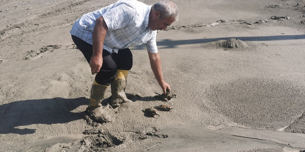 Erzincan'daki taşkında balçığa saplanan arı kuşları kurtarıldı