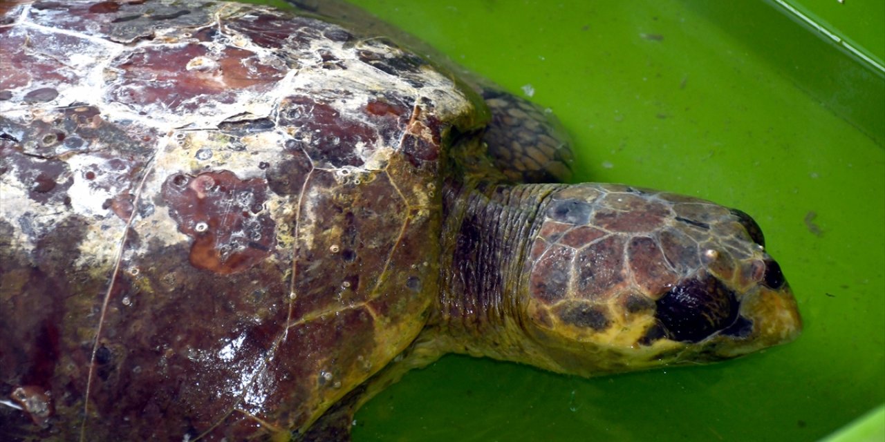 Hatay'da bitkin bulunan caretta caretta tedaviye alındı