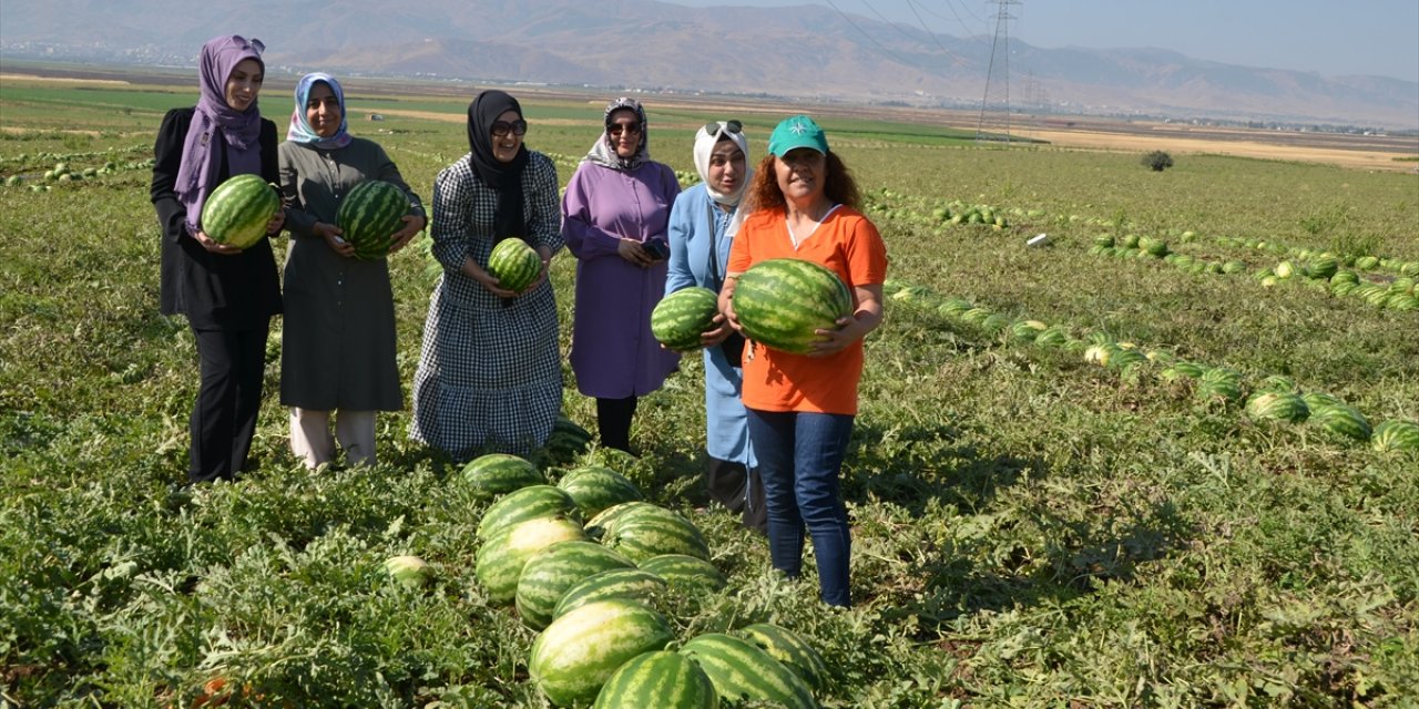 Muş'ta karpuz hasadına başlandı