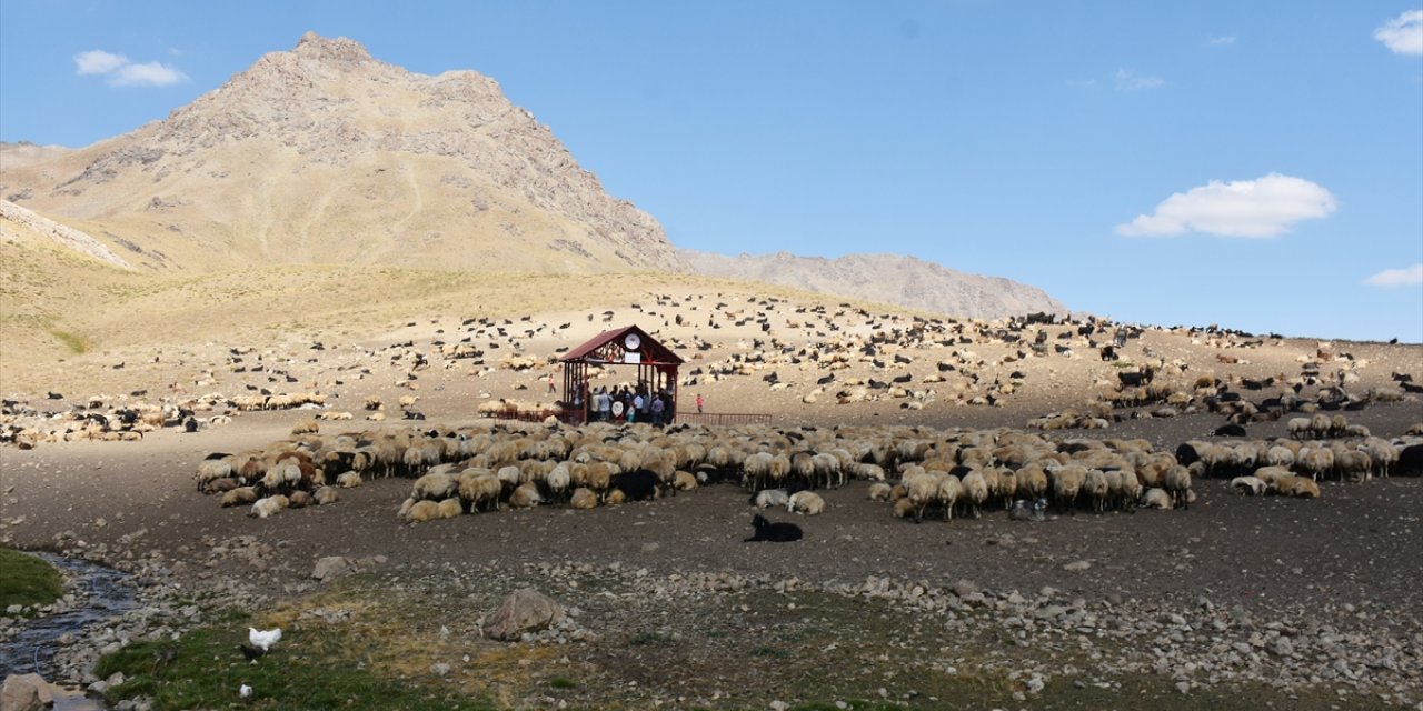 Hakkari'de berivanlar için yaylada "Sistematik Sağım Merkezi" kuruldu