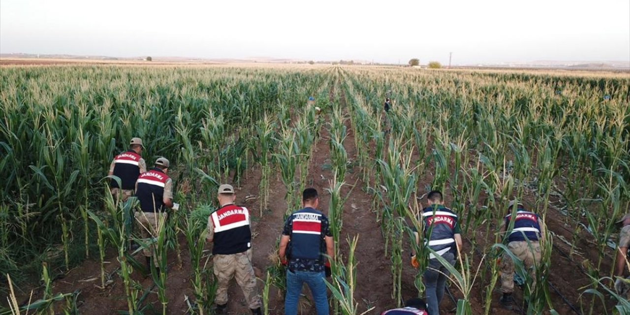 Şanlıurfa'da mısır tarlasında ele geçirilen 160 bin kök Hint keneviri imha edildi