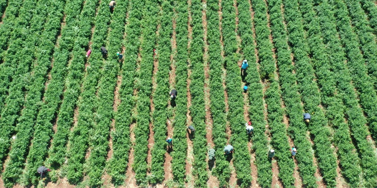 "Burada yetişmez" denilen biberi ekti, üretimini 10'a katladı