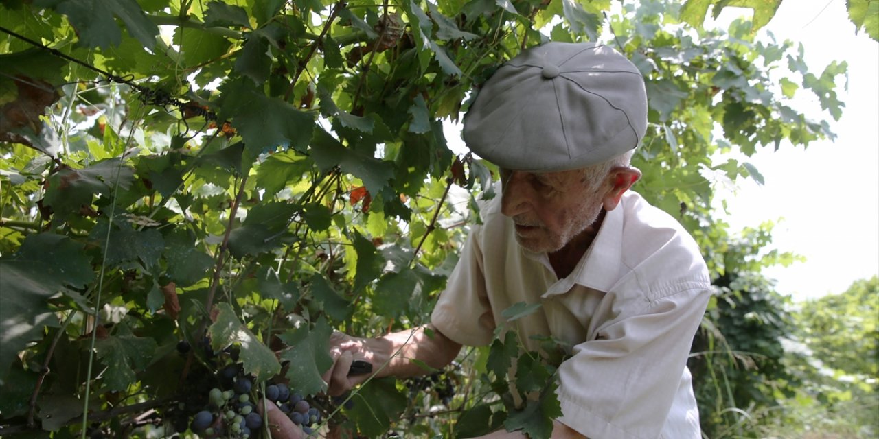 91 yaşındaki Manisalı çiftçi, topraktan kopamıyor