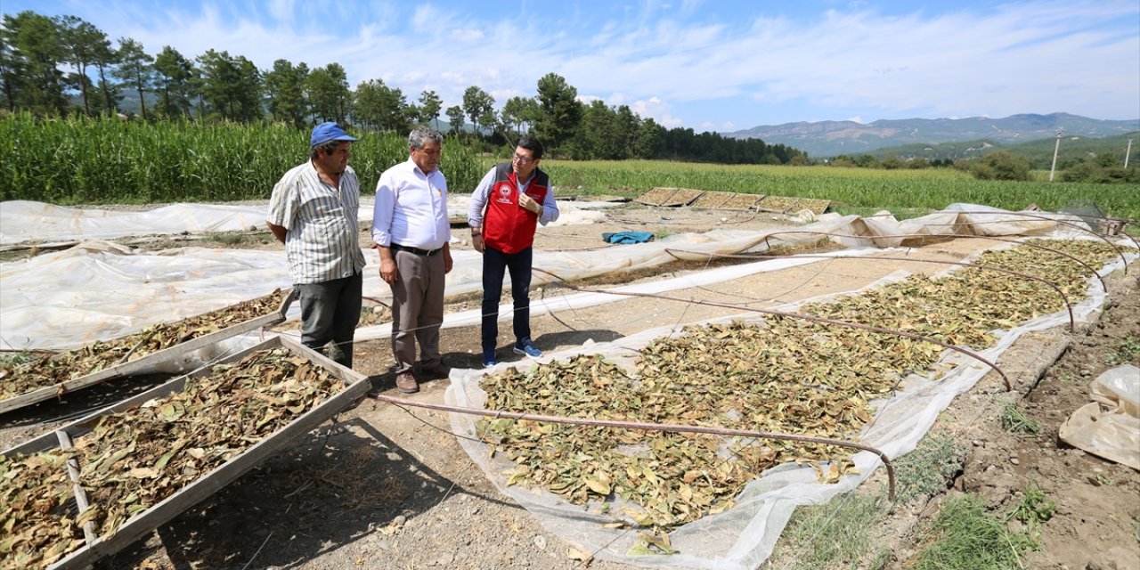 Muğla'da dolu ve fırtınadan etkilenen tarım alanlarında hasar tespiti yapıldı