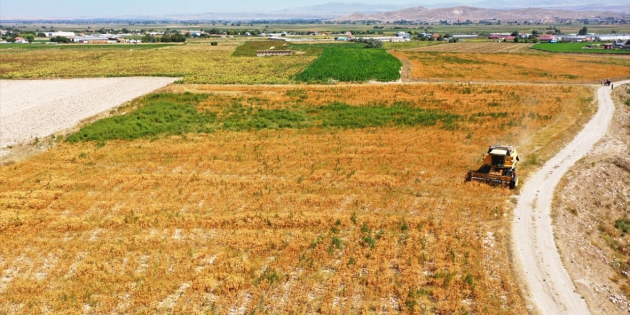 Kayseri'de 100 dönümde hasat edilecek aspirin yağı ihtiyaç sahiplerine dağıtılacak