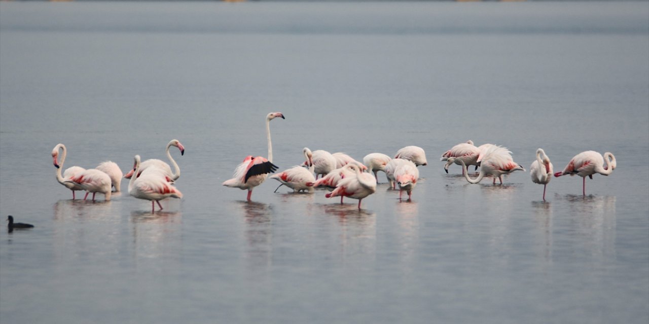 İzmit Körfezi flamingoları ağırlıyor