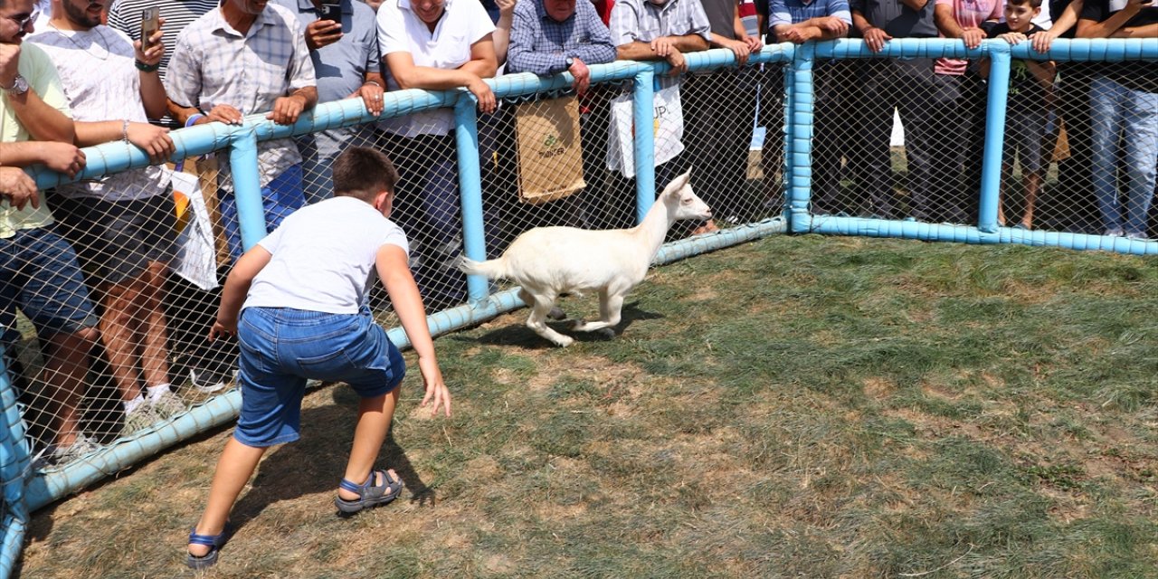 Tekirdağ'da "oğlak yakalama" ve "en çabuk oğlak yeme" yarışmaları yapıldı