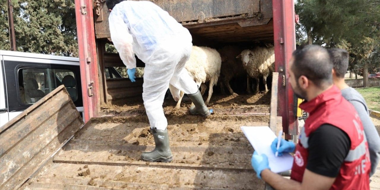 Depremden etkilenen illerde küçükbaş ve kanatlı hayvan ile arı dağıtımları tamamlandı