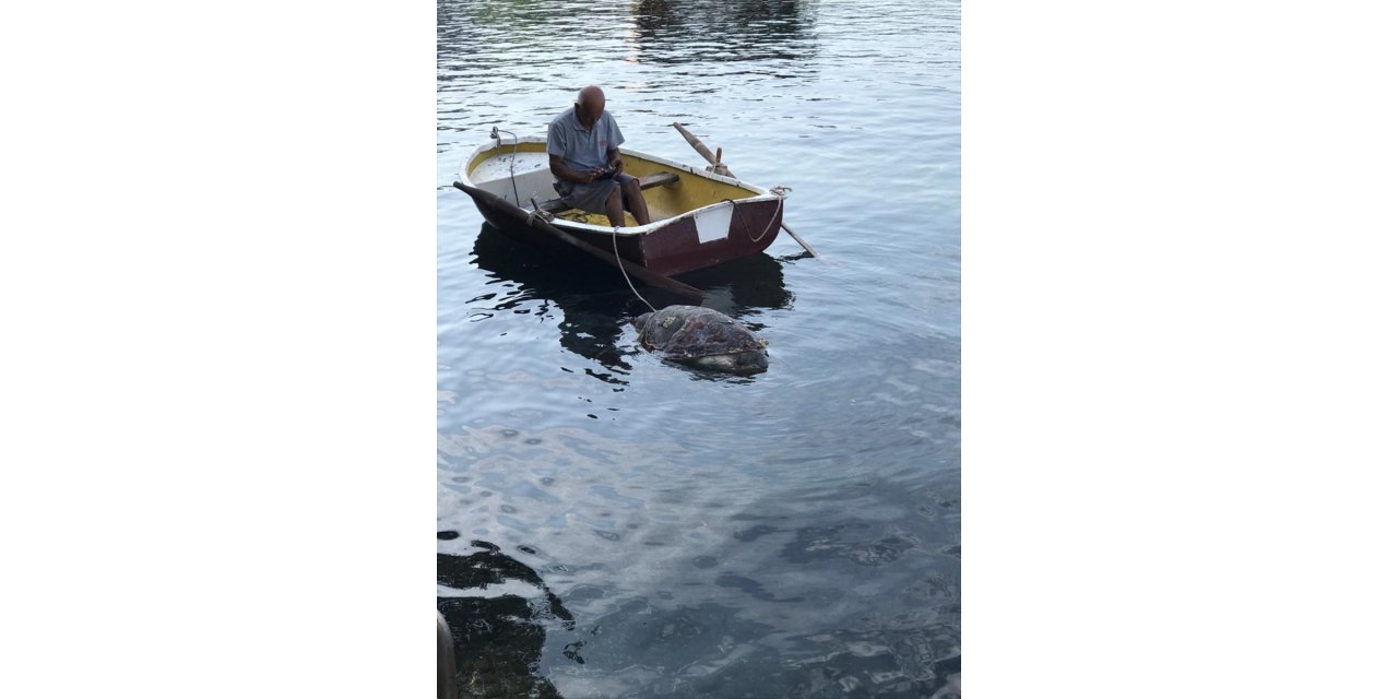 Bodrum'da ölü caretta caretta sahile vurdu