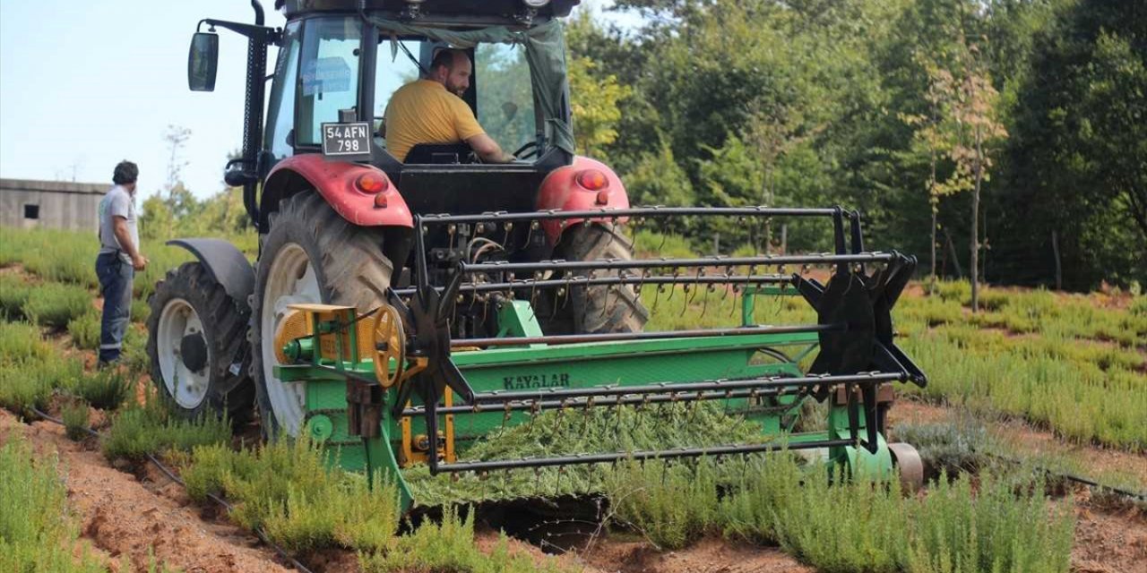 Sakarya Botanik Vadisi'nde üretilen biberiyede yüksek rekolte bekleniyor