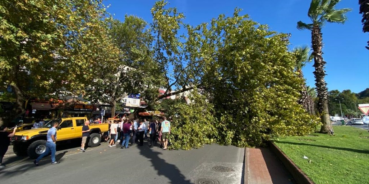 Zonguldak'ta devrilen ağaç park halindeki otomobile zarar verdi