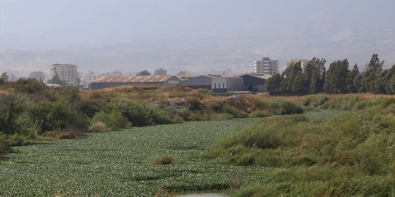 Hatay'da Asi Nehri'ni yeniden su sümbülleri kapladı