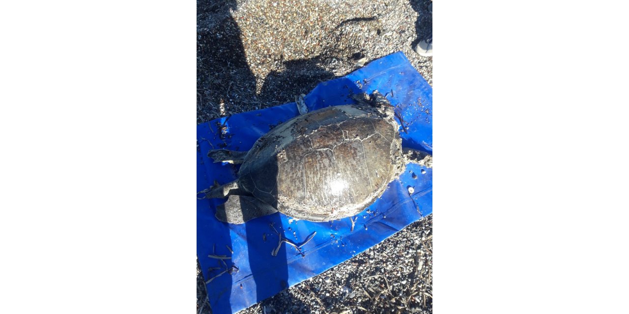 Datça'da ölü caretta caretta sahile vurdu