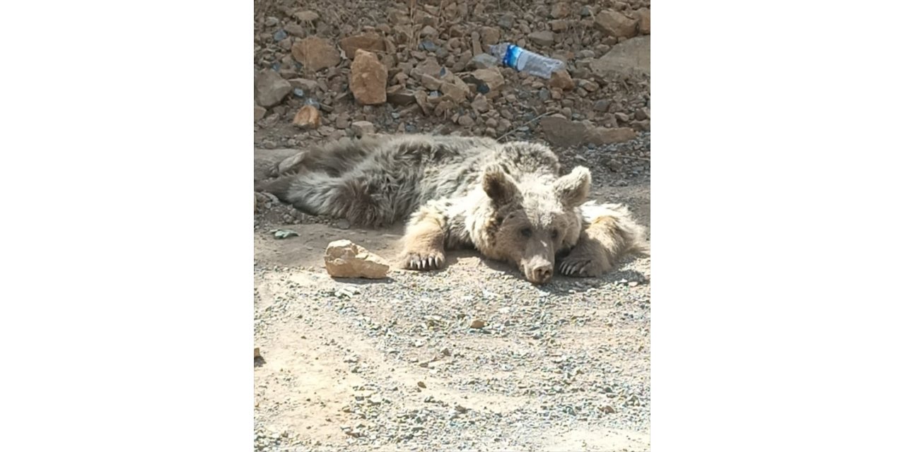 Hakkari'de yaralı bulunan ayı Van'da tedaviye alındı