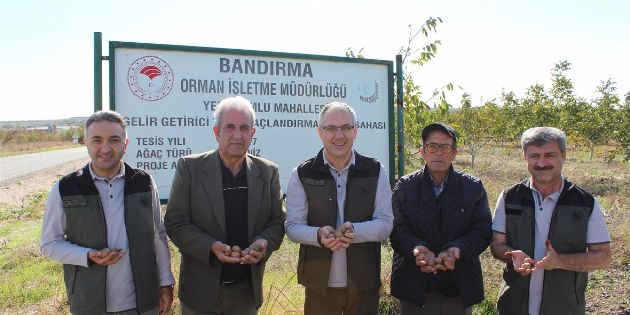 Balıkesir'deki gelir getirici tür ağaçlandırma sahasında ceviz hasadı başladı