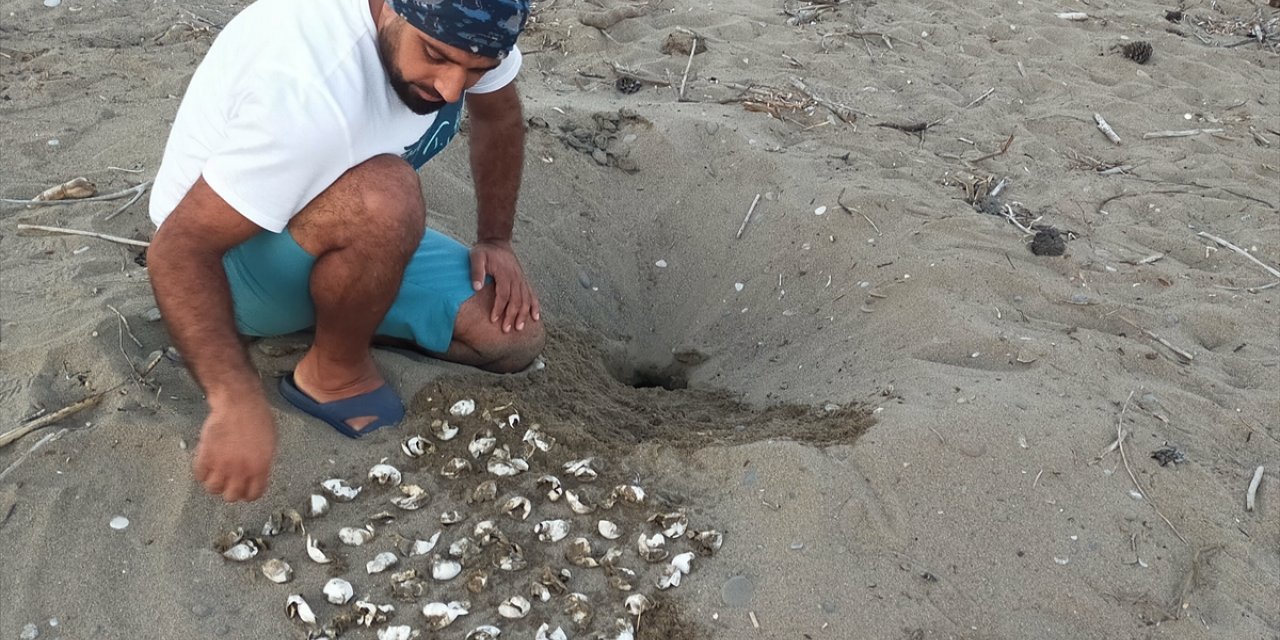 Belek ve Kızılot sahillerinden bu yıl 150 bin caretta caretta yavrusu denize ulaştı