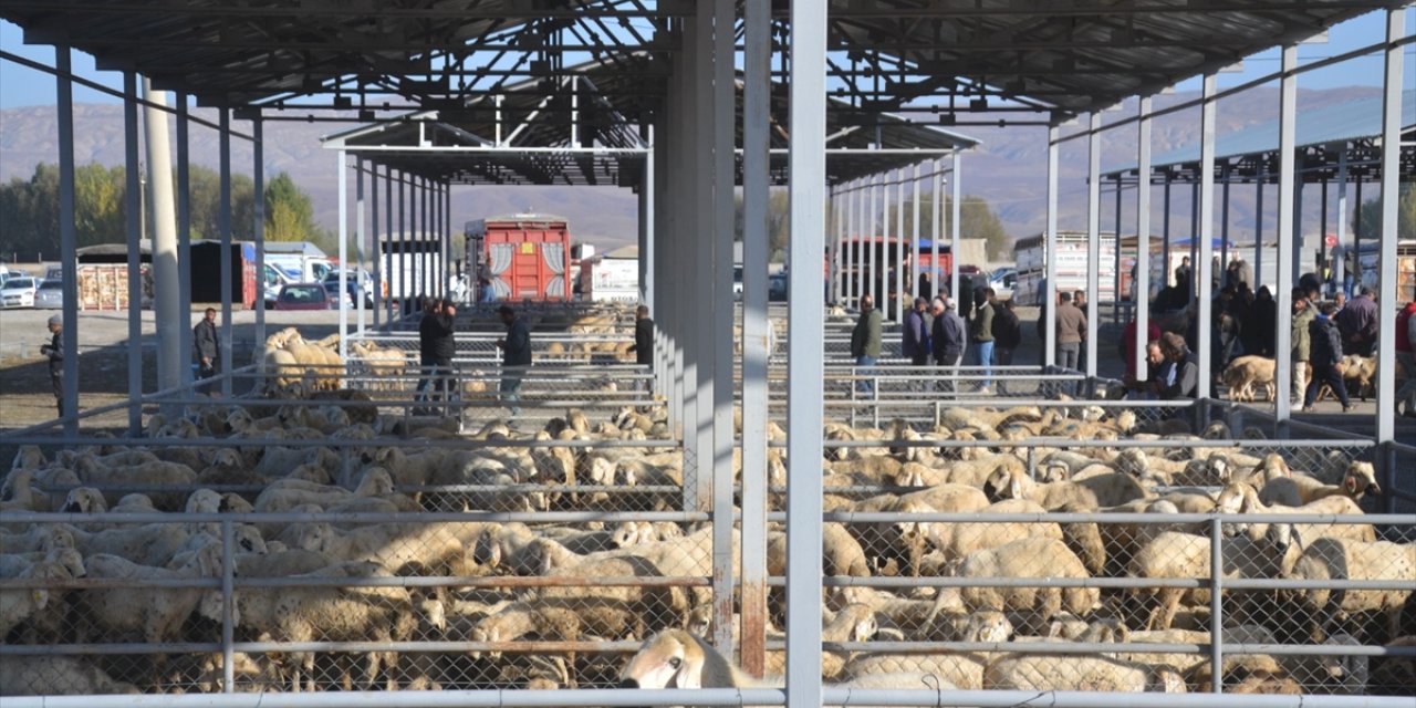 Şarkışla canlı hayvan pazarı yeniden açıldı