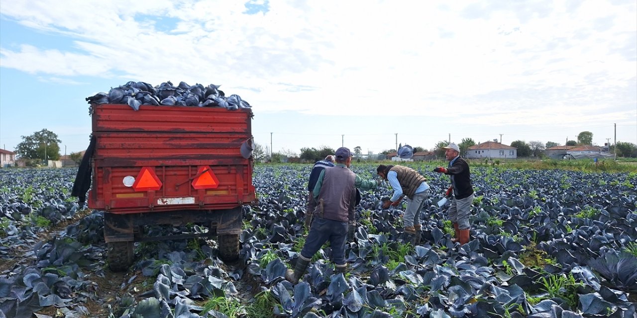 Bafra Ovası'nda kırmızılahanada 200 bin ton üzeri rekolte beklentisi