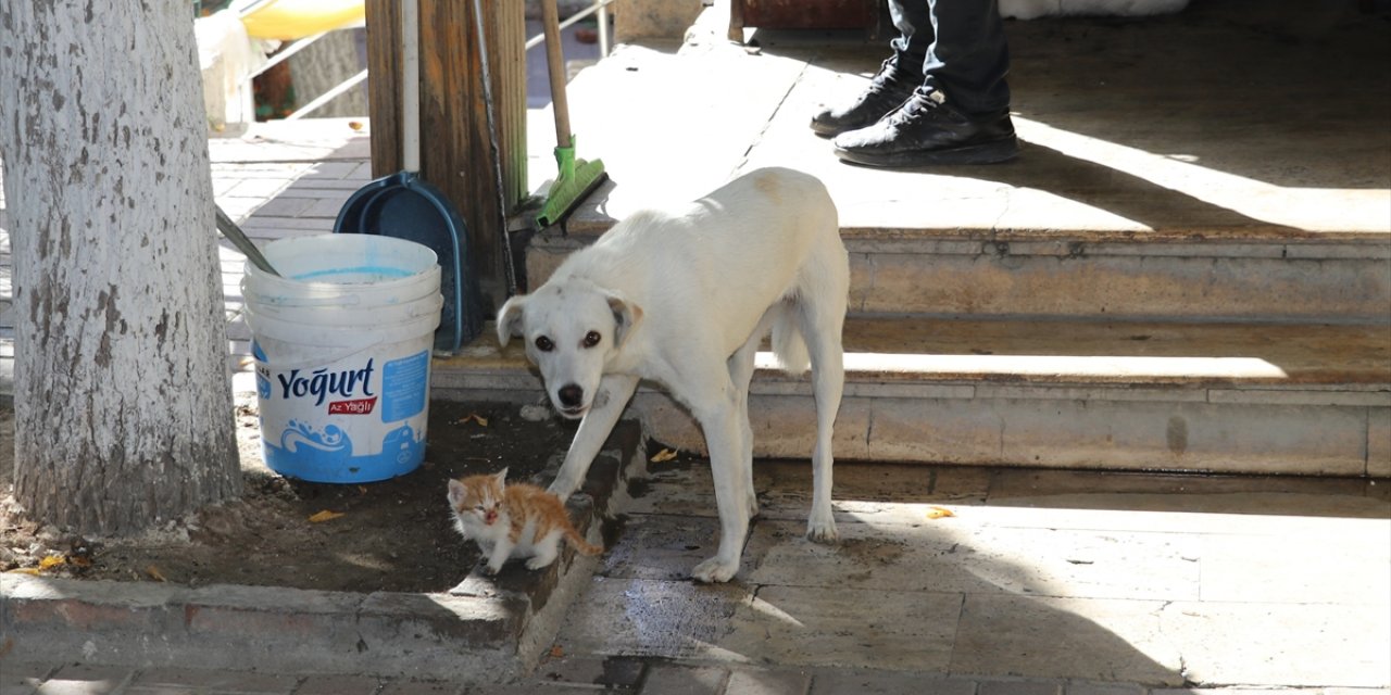 Amasya'da bir köpek, kedi yavrusuna annelik yapıyor