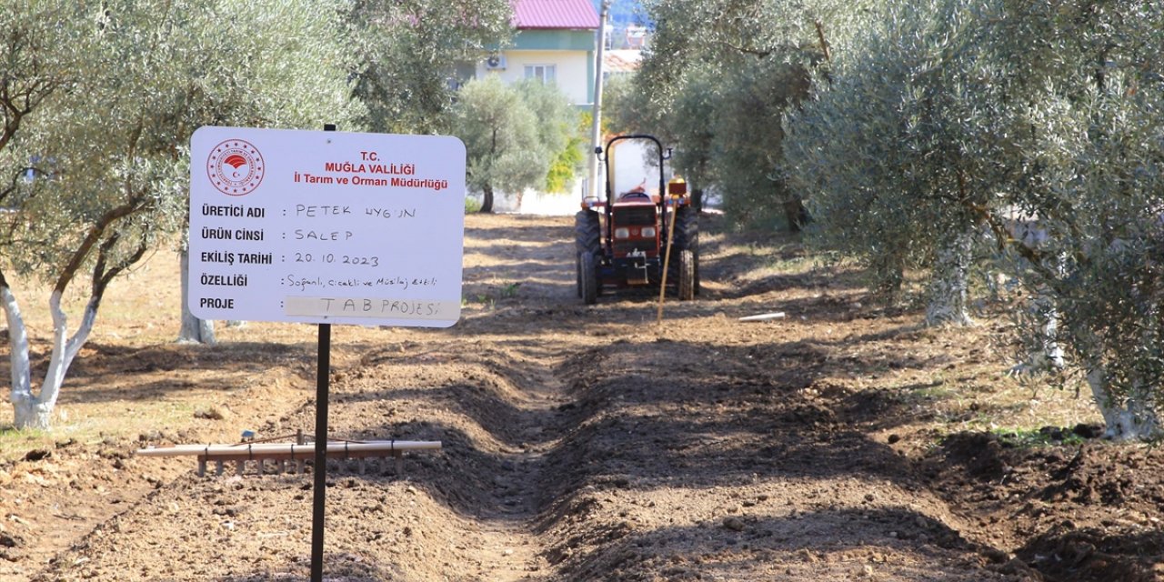 Muğla'da kültür bahçelerinde salep yetiştiren üreticiler talebe yetişemiyor