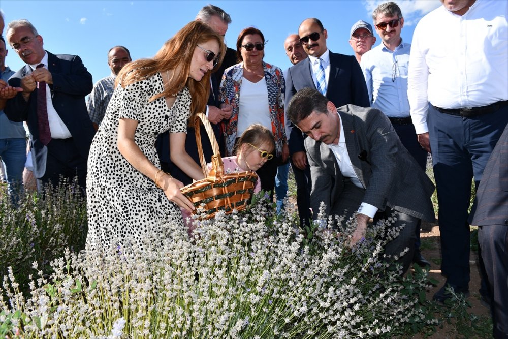 Amasya'da lavanta hasat şenliği düzenlendi