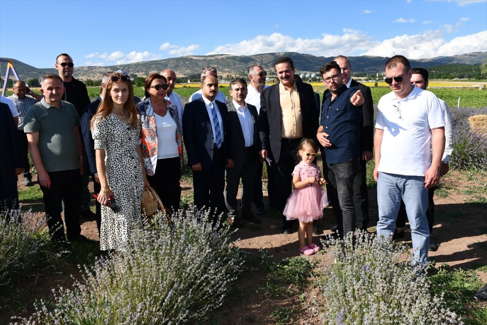 Amasya'da lavanta hasat şenliği düzenlendi