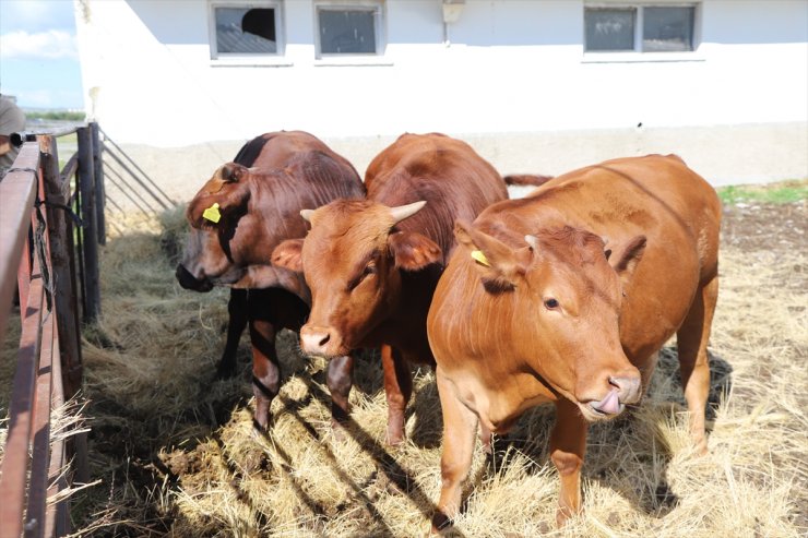 ABD'den özel termosla Türkiye'ye getirilen sığır embriyoları, 1 yılda et deposu "Beefmaster"a dönüştü