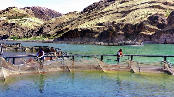 Elazığ'da alabalık üreten kadınlar ekmeğini Fırat Nehri'nden kazanıyor