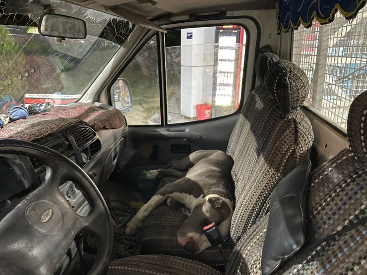 Aydın'da Pitbull cinsi köpeğin girdiği kamyonetin sürücüsü saatlerce yardım bekledi