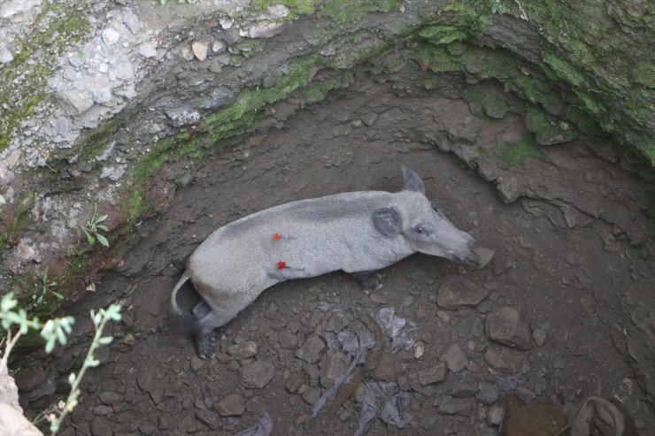 Bursa'da çukura düşerek mahsur kalan yaban domuzu kurtarıldı