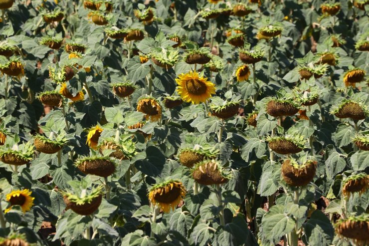 Tekirdağ'da aşırı sıcakların ayçiçeğinde rekolteyi düşürmesi bekleniyor