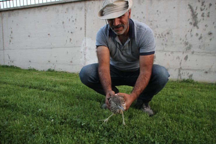 Muş'ta bitkin halde bulunan balaban kuşu tedavi ediliyor