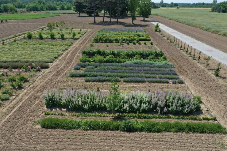 Tıbbi ve aromatik bitkiler Edirne'nin tarımsal üretimini çeşitlendiriyor