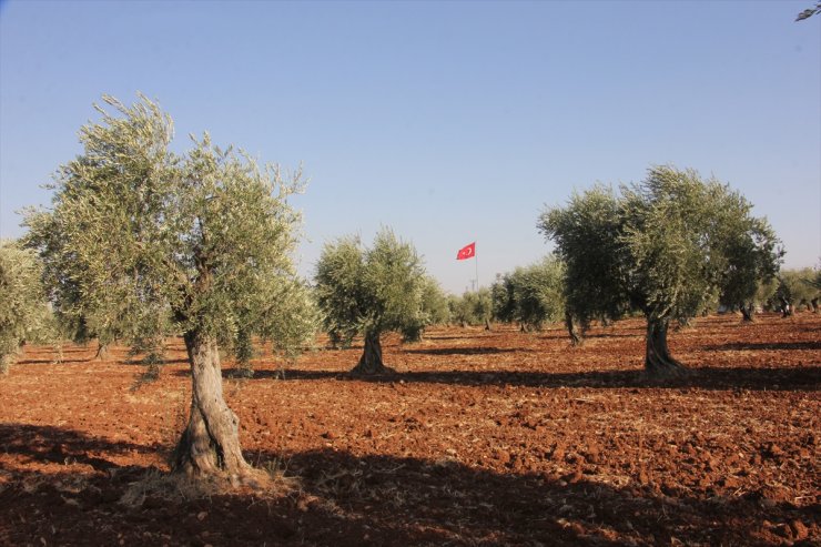 Kuraklığa dayanıklı Kilis yağlık zeytininde verim yüksek olacak