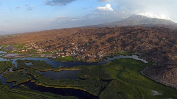 Yaban hayvanları yaz sıcaklarını geçirmek için Ağrı Dağı'ndaki Karasu'ya göç ediyor