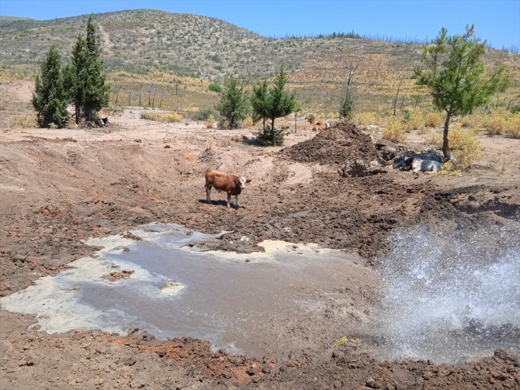 Bodrum'da yaban hayvanlarının yaşam alanlarına su takviyesi yapılıyor