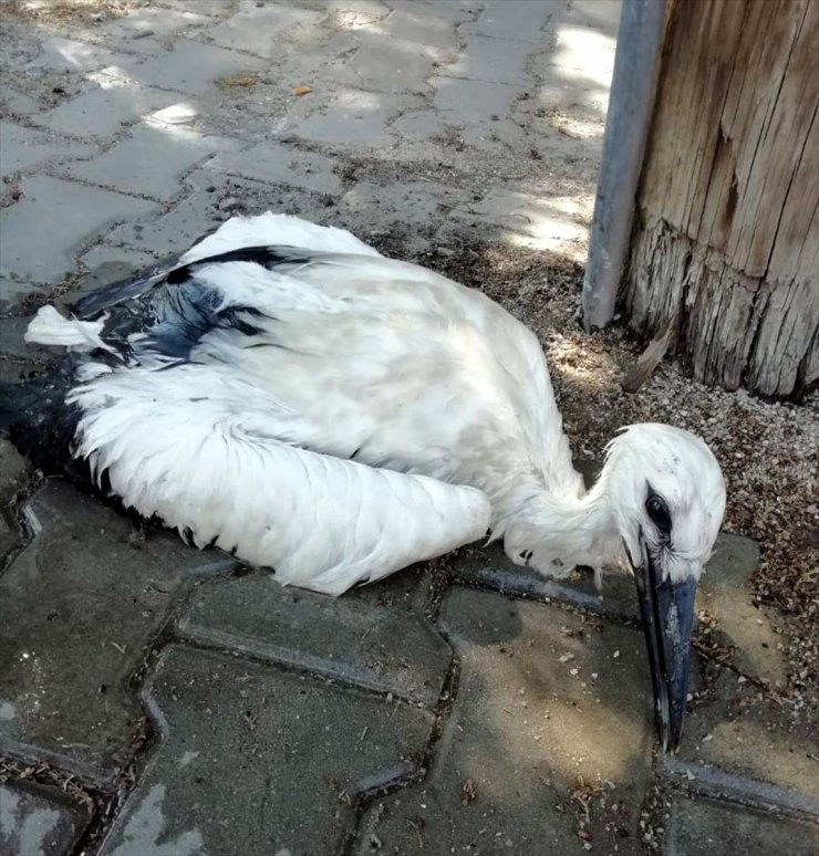 Kırıkkale'de caminin kubbesindeki yuvasından düşen leylek yavrusu tedaviye alındı