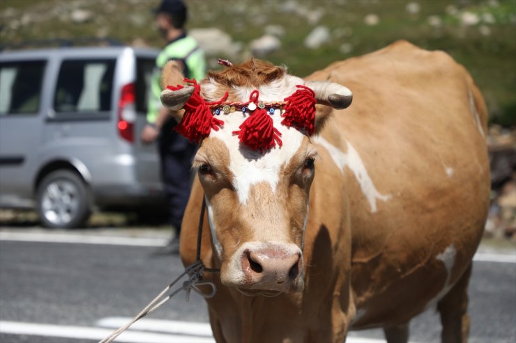 Rize'de "Ekşioğlu Vakfı 23. Ovit Yayla Şenliği" düzenlendi